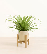 Load image into Gallery viewer, Almond Green stand:bamboo