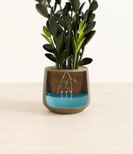 Load image into Gallery viewer, Olive