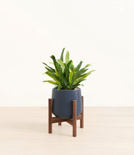 Load image into Gallery viewer, Deep Navy stand:walnut