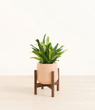 Load image into Gallery viewer, Gentle Pink stand:walnut