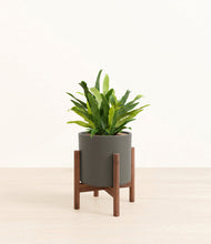 Load image into Gallery viewer, Dark Olive stand:walnut