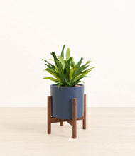 Load image into Gallery viewer, Deep Navy stand:walnut