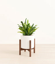 Load image into Gallery viewer, White stand:walnut