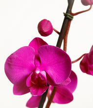 Load image into Gallery viewer, ALL