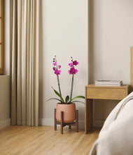 Load image into Gallery viewer, Calm Rose stand:walnut