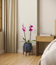 Load image into Gallery viewer, Deep Navy stand:walnut