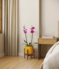 Load image into Gallery viewer, Mustard stand:walnut