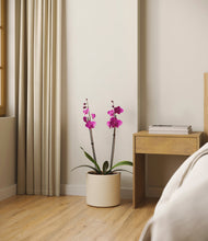 Load image into Gallery viewer, Cream