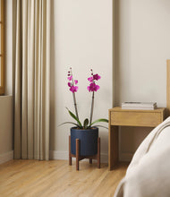 Load image into Gallery viewer, Deep Navy stand:walnut