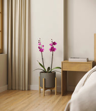 Load image into Gallery viewer, Dark Olive stand:bamboo