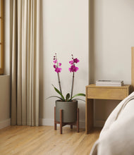 Load image into Gallery viewer, Dark Olive stand:walnut