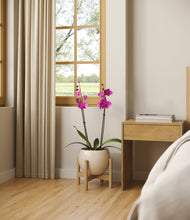 Load image into Gallery viewer, -