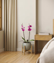 Load image into Gallery viewer, Deep Ocean stand:bamboo