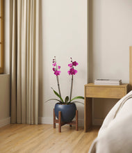 Load image into Gallery viewer, Deep Navy stand:walnut