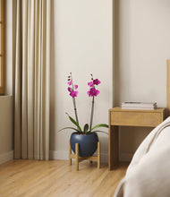 Load image into Gallery viewer, Deep Navy stand:bamboo