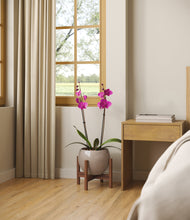 Load image into Gallery viewer, -