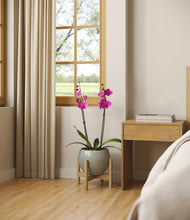 Load image into Gallery viewer, -