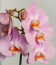 Load image into Gallery viewer, ALL