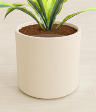 Lade das Bild in den Galerie-Viewer, Cream stand:all