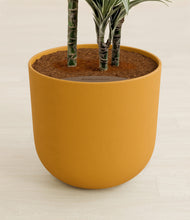 Load image into Gallery viewer, Sunset Orange stand:all