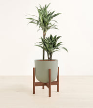 Load image into Gallery viewer, Sage Green stand:walnut