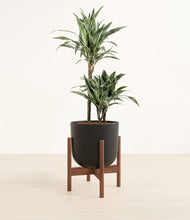 Load image into Gallery viewer, Stone Black stand:walnut