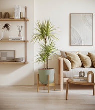 Load image into Gallery viewer, Sage Green stand:bamboo