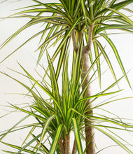 Load image into Gallery viewer, ALL