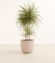 Load image into Gallery viewer, Sandy Pink*****Profile