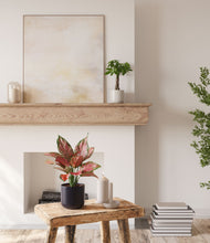 Load image into Gallery viewer, Orca