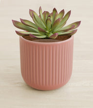 Load image into Gallery viewer, Striped Rose Pink stand:all