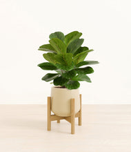 Load image into Gallery viewer, Almond Green stand:bamboo