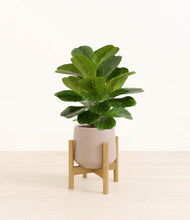 Load image into Gallery viewer, Eternal Gray stand:bamboo