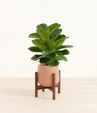 Load image into Gallery viewer, Calm Rose stand:walnut