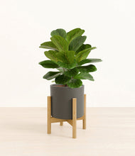 Load image into Gallery viewer, Dark Olive stand:bamboo