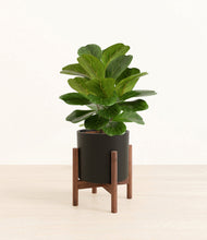 Load image into Gallery viewer, Black stand:walnut