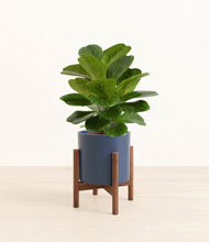 Load image into Gallery viewer, Deep Navy stand:walnut