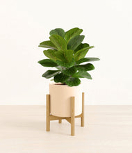 Load image into Gallery viewer, Cream stand:bamboo