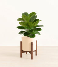 Load image into Gallery viewer, Cream stand:walnut