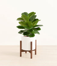 Load image into Gallery viewer, White stand:walnut