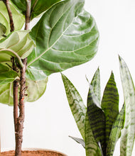 Load image into Gallery viewer, ALL