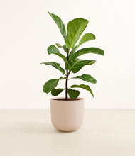 Load image into Gallery viewer, Sandy Pink*****Profile