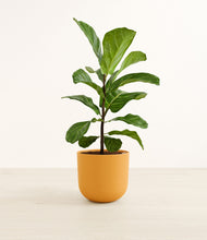 Load image into Gallery viewer, Sunset Orange*****Profile