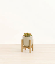 Load image into Gallery viewer, Sage Green stand:bamboo