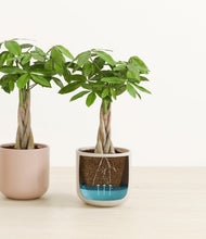 Load image into Gallery viewer, Peach Blossom