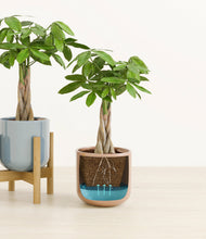 Load image into Gallery viewer, Pixie Petals stand:one_stand