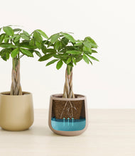 Load image into Gallery viewer, Woodland