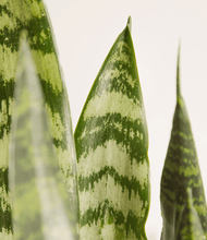 Load image into Gallery viewer, ALL