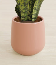 Load image into Gallery viewer, Calm Rose stand:all