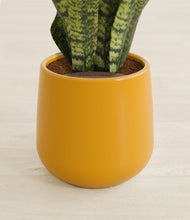 Load image into Gallery viewer, Mustard stand:all